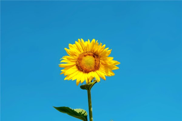 启运配资 十二星座运势查询2025.10.13